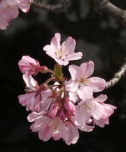 a0001354_2125433.gif