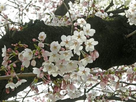 a0001354_21291414.gif