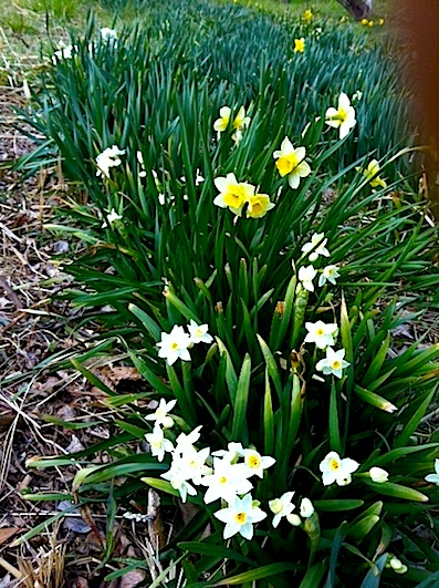 Narcissus_a0157554_1914067.jpg