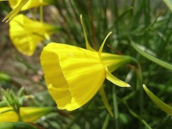 Narcissus_a0157554_2023669.jpg
