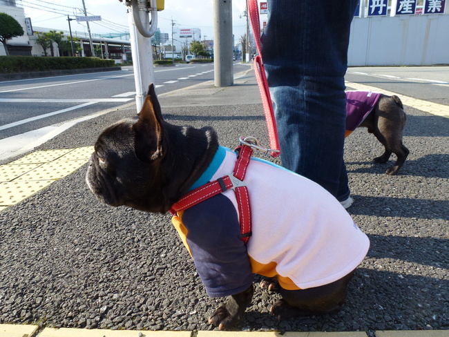 横断歩道。_e0126054_15294058.jpg