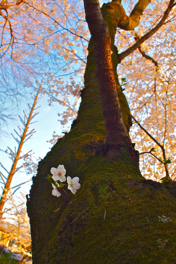 \"井の頭公園花見2012\"_f0000655_9442415.jpg