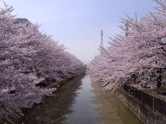 ブロンと桜_c0185856_18355049.jpg