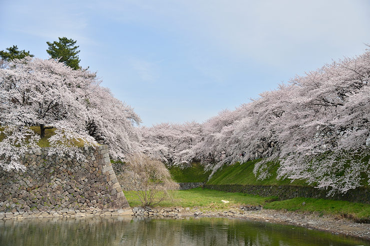 名古屋城と山崎川の桜_e0170058_1844628.jpg