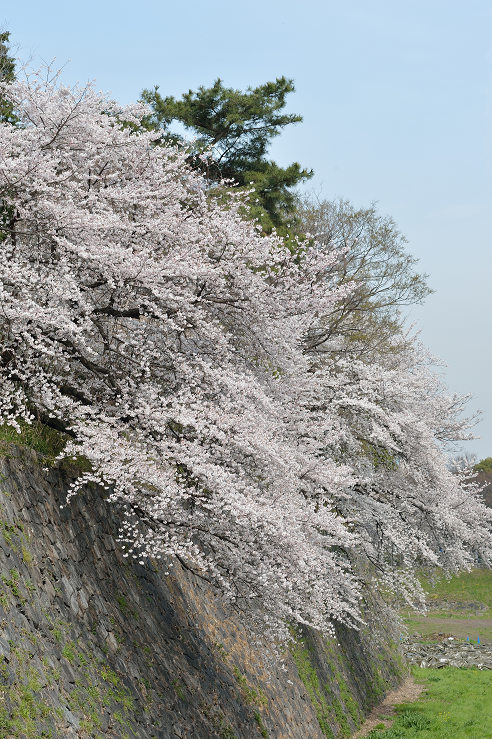 名古屋城と山崎川の桜_e0170058_18454785.jpg