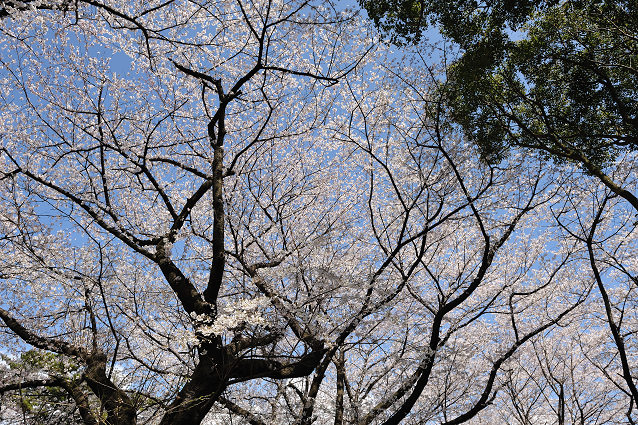 名古屋城と山崎川の桜_e0170058_1851512.jpg