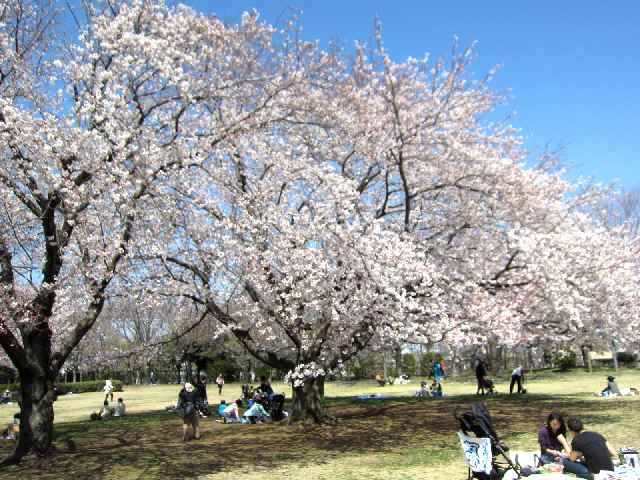 【大庭城址公園のソメイヨシノ】_c0042960_16551579.jpg