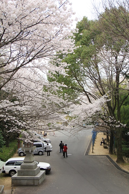 岩滝神社の満開の桜_b0095061_2111149.jpg