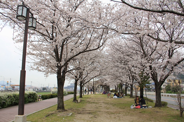 畝公園の桜も満開に。お花見楽しむ方たちでにぎわう_b0095061_21234785.jpg