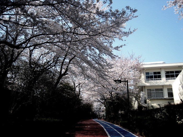 桜のトンネル_a0123462_7112078.jpg