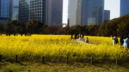  【 ナビット神保町ブログ 】 4/10（火）花見など！_d0052566_16182325.jpg