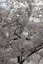 c0141268_2243356.jpg