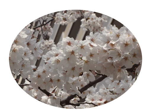 c0000970_106852.gif