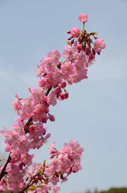 三ッ池公園桜写真_e0171573_20245621.jpg
