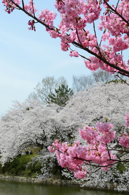 三ッ池公園桜写真_e0171573_20251538.jpg