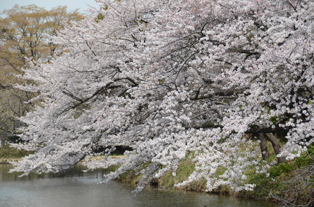 三ッ池公園桜写真_e0171573_20252632.jpg