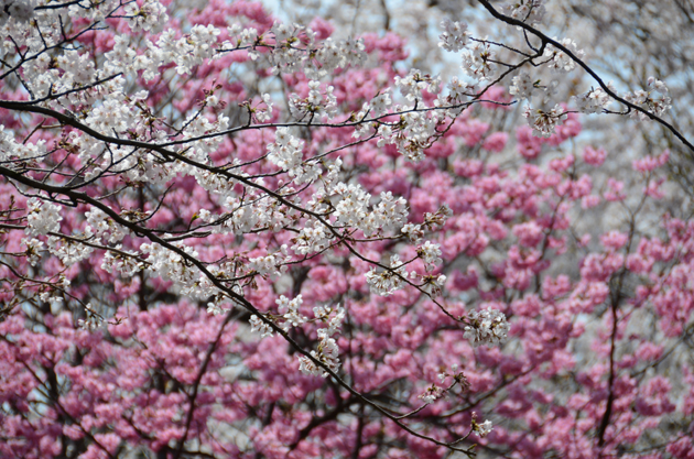 三ッ池公園桜写真_e0171573_20253792.jpg