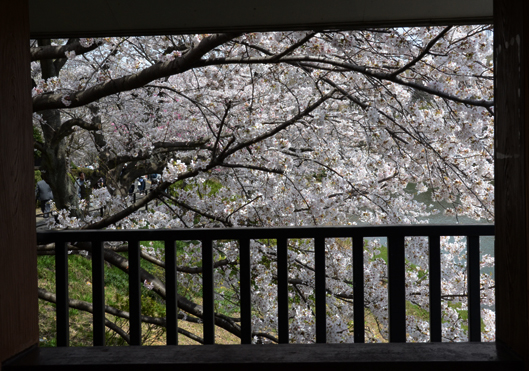 三ッ池公園桜写真_e0171573_20254795.jpg