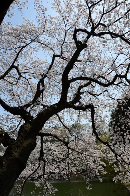 三ッ池公園桜写真_e0171573_20255266.jpg