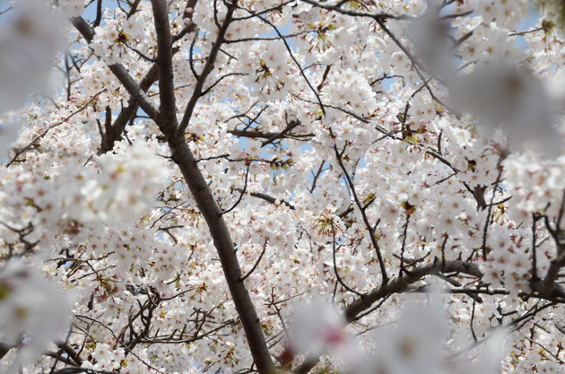 三ッ池公園桜写真_e0171573_20262287.jpg