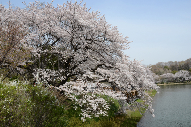 三ッ池公園桜写真_e0171573_20263755.jpg