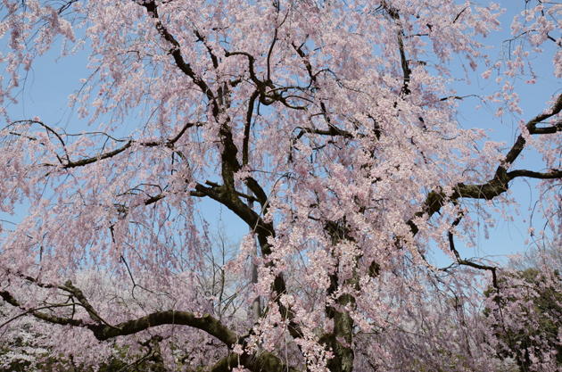 三ッ池公園桜写真_e0171573_20265173.jpg