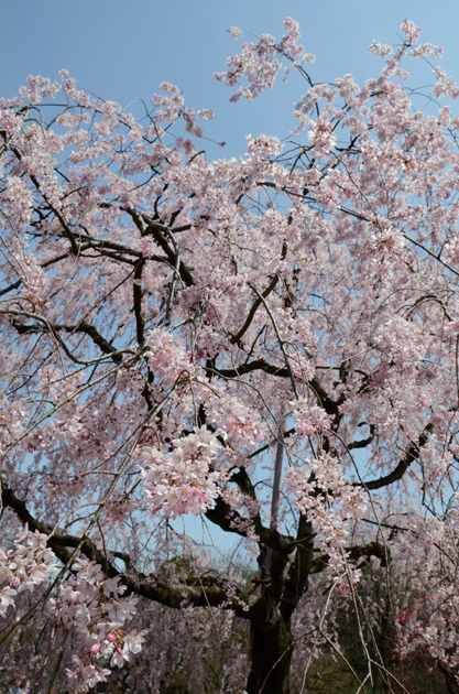三ッ池公園桜写真_e0171573_2027031.jpg