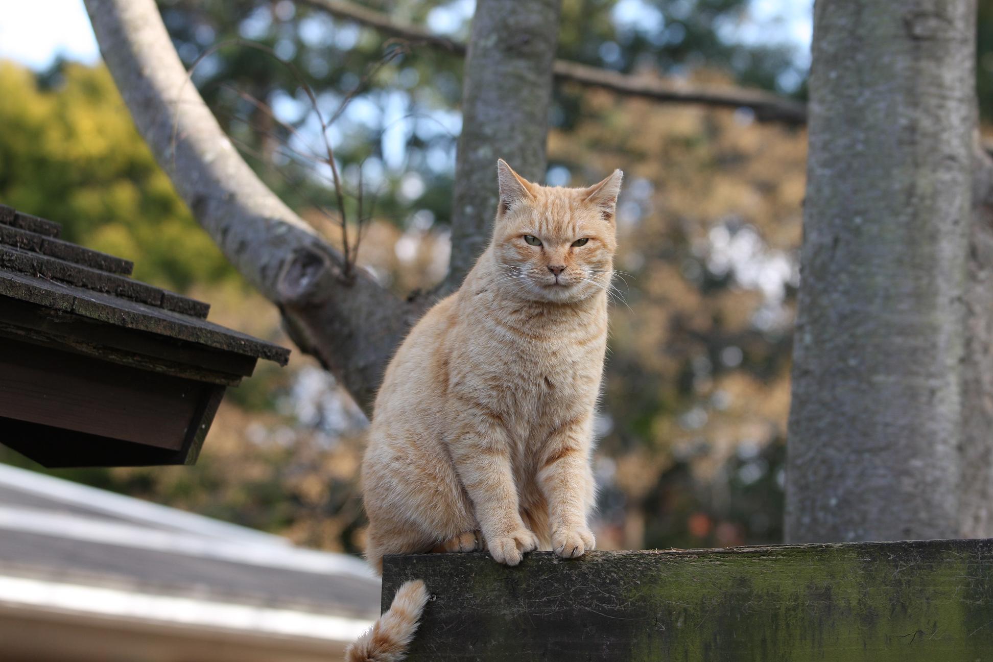 大きな木造の壁のうえから。_e0260575_19245419.jpg