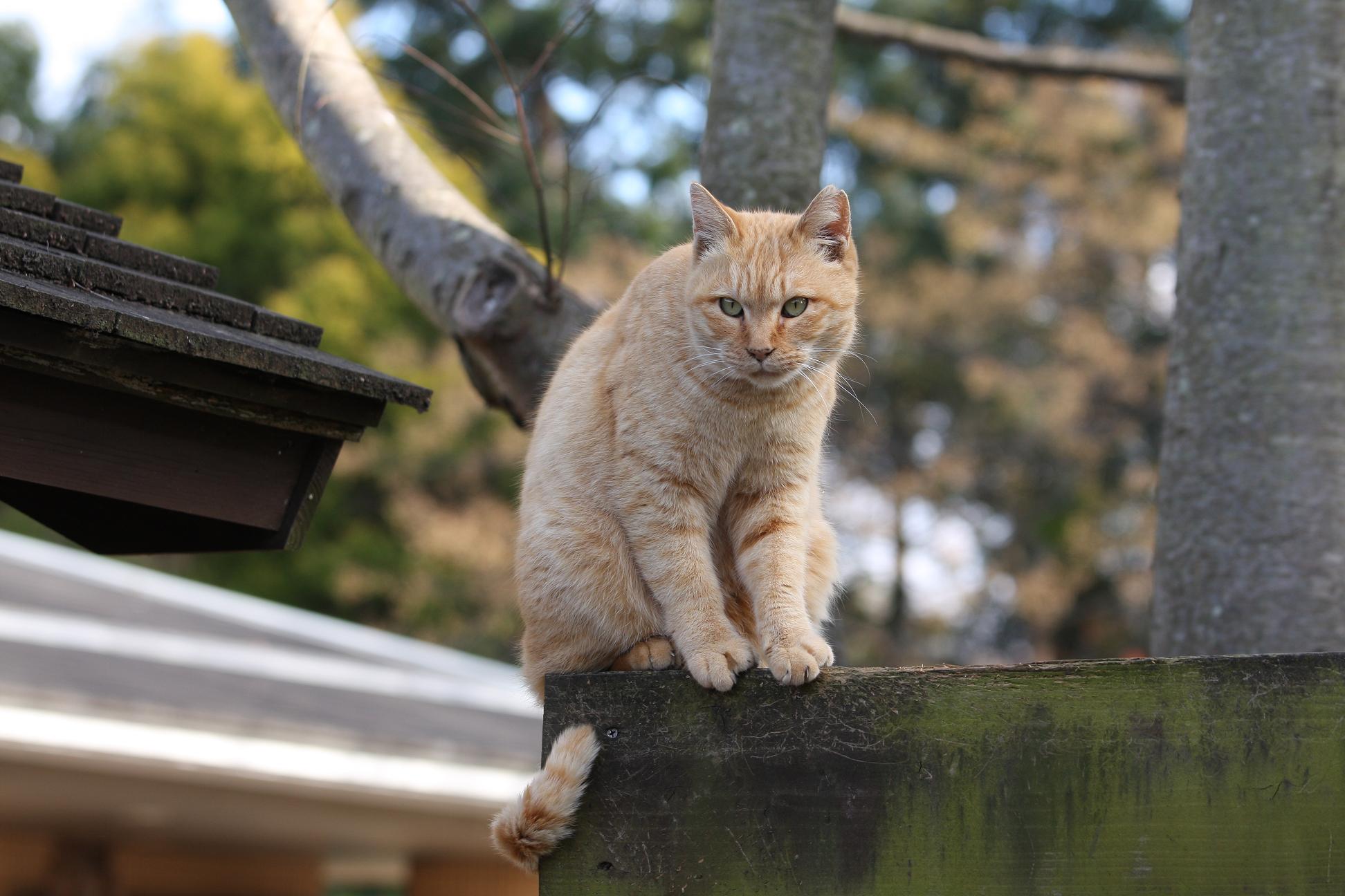 大きな木造の壁のうえから。_e0260575_19255196.jpg