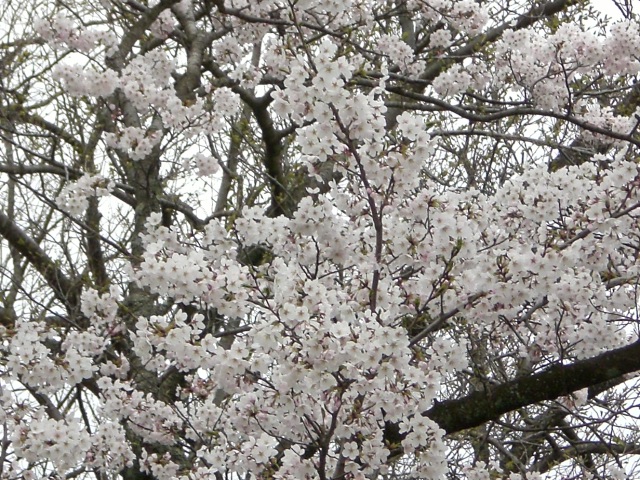 さくら・・・桜・・・弥生の空に＾＾＾＾＾＾パート１_f0153475_18303122.jpg