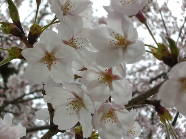 さくら・・・桜・・・弥生の空に＾＾＾＾＾＾パート１_f0153475_1830431.jpg