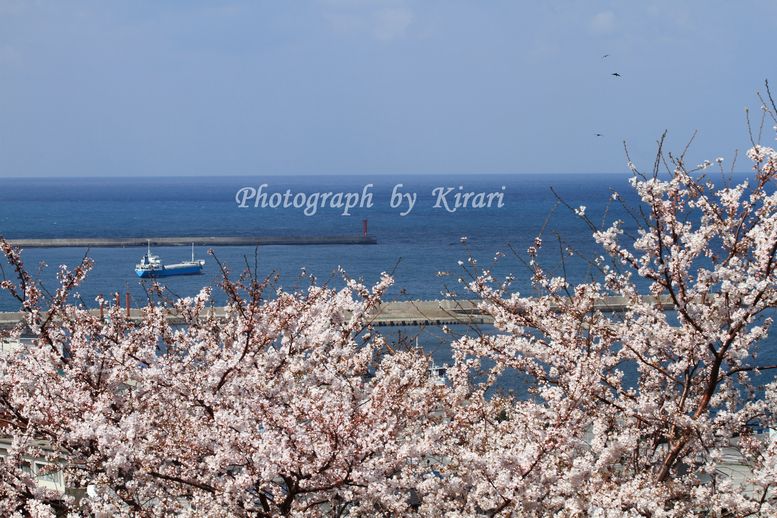 桜と海_f0164575_16332523.jpg