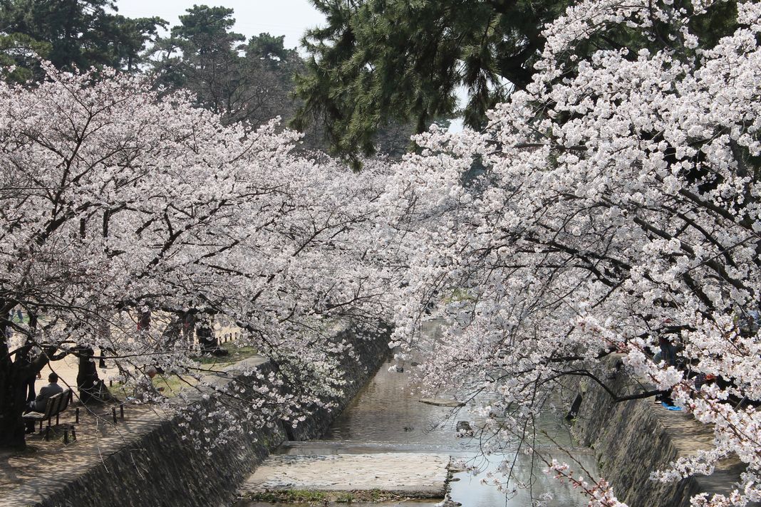 夙川の桜_e0063278_8392913.jpg