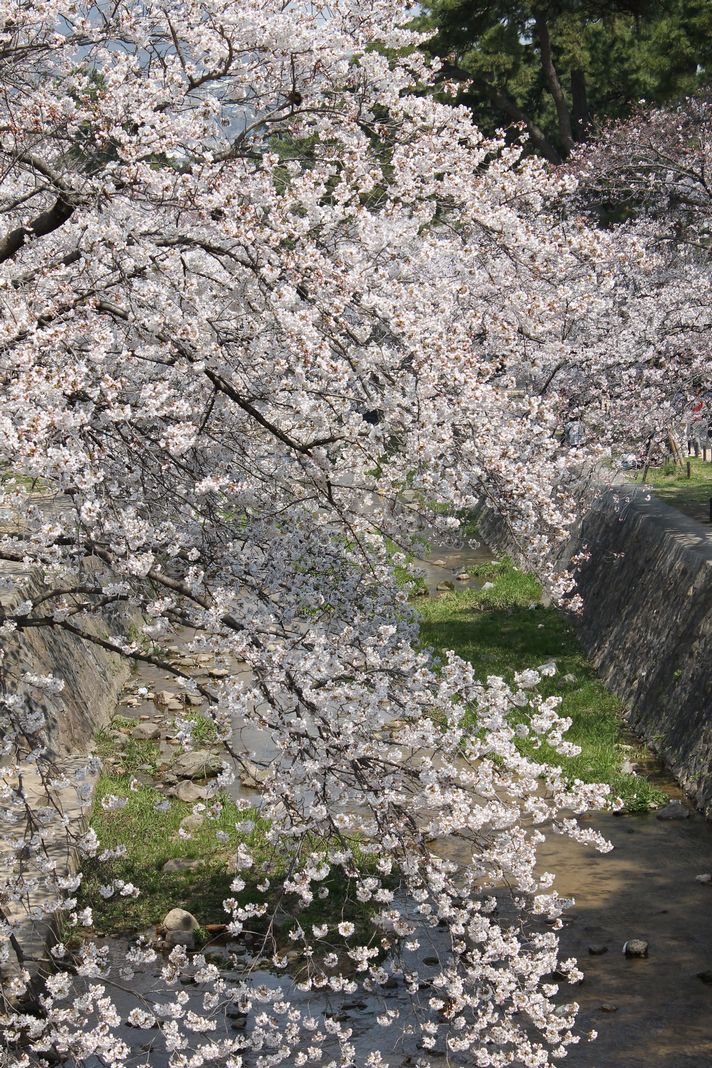 夙川の桜_e0063278_8395773.jpg