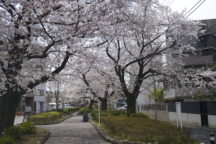 玉川上水の桜_20120406_b0102780_842457.jpg