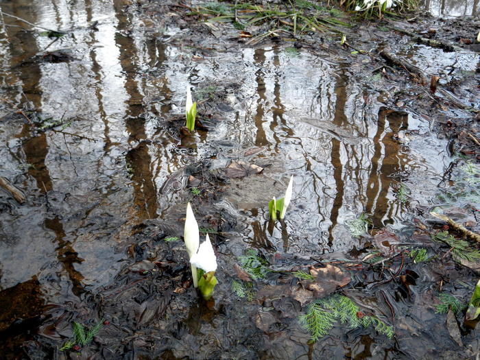 水芭蕉の開花状況～２０１２年４月８日_f0170180_0335781.jpg