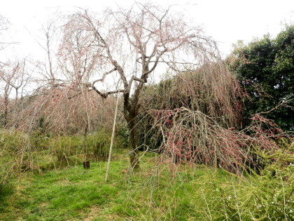 ◆桜を求めて・・・・京都　『原谷苑』へ_e0154682_22135619.jpg