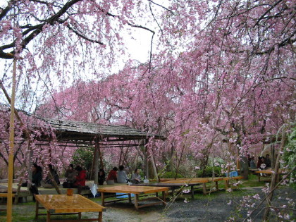◆桜を求めて・・・・京都　『原谷苑』へ_e0154682_22153224.jpg
