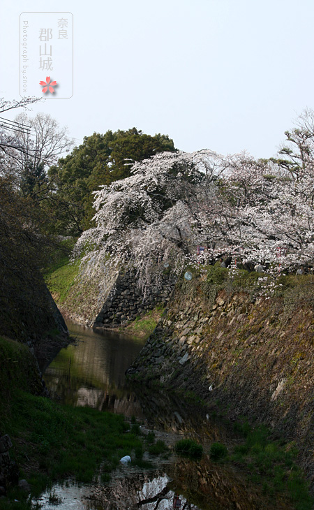 桜を求めて奈良へ　後編_f0150682_019213.jpg