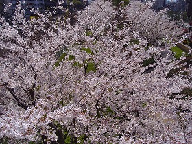 桜_a0142083_15212085.jpg