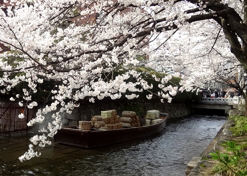 高瀬川は満開です♪　（京都）_b0067283_21204329.jpg