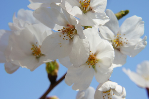 川越の桜_b0107483_914726.jpg