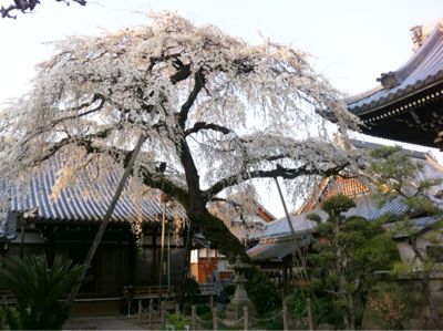 春の犬山祭_f0234683_811351.jpg