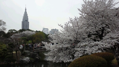 新宿御苑の桜_b0061384_21275477.jpg