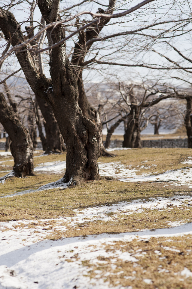 春を待つ五稜郭公園_a0141385_7443528.jpg