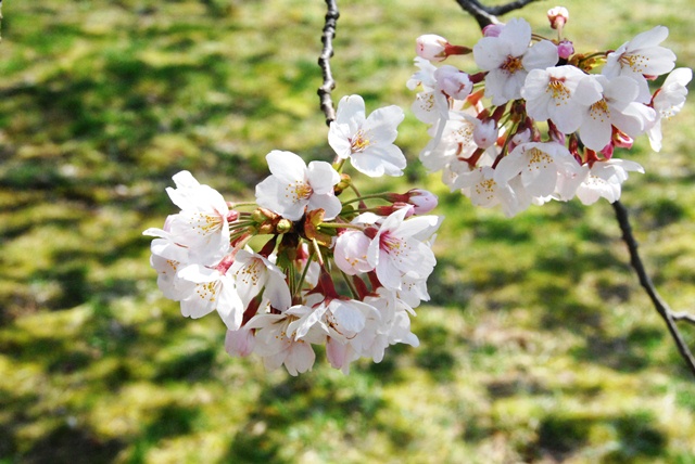 お花見、小田原印刷局(4.11)_f0063887_21151227.jpg