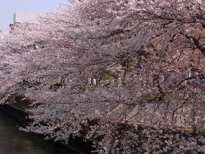 ++お花見@東京・門前仲町++_d0079988_16203396.jpg