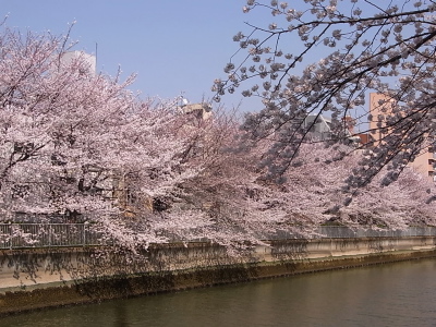 ++お花見@東京・門前仲町++_d0079988_16295117.jpg