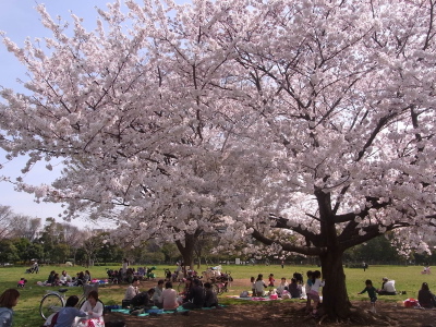 お花見２連ちゃん 東京 木場公園 岩崎真理子のchachara Journal