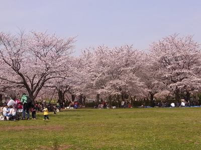 ++お花見２連ちゃん＠東京・木場公園++_d0079988_1761959.jpg